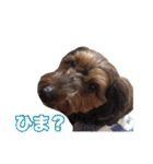 mix犬組（個別スタンプ：21）