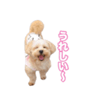 mix犬組（個別スタンプ：22）