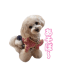 mix犬組（個別スタンプ：23）