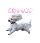 mix犬組（個別スタンプ：24）