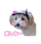 mix犬組（個別スタンプ：25）