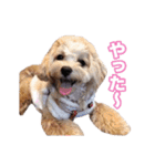 mix犬組（個別スタンプ：26）