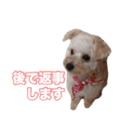 mix犬組（個別スタンプ：27）