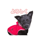 mix犬組（個別スタンプ：29）