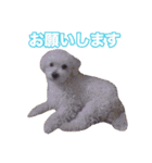 mix犬組（個別スタンプ：30）