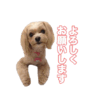 mix犬組（個別スタンプ：31）