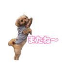 mix犬組（個別スタンプ：32）