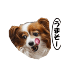 動く、犬のパピィ-2（個別スタンプ：9）