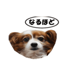 動く、犬のパピィ-2（個別スタンプ：12）