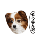 動く、犬のパピィ-2（個別スタンプ：15）