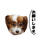 動く、犬のパピィ-2（個別スタンプ：16）