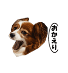 動く、犬のパピィ-2（個別スタンプ：18）