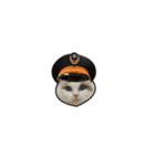 TRA:Meow（個別スタンプ：4）