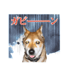 実録・あらき家の犬たち -写真版-（個別スタンプ：16）