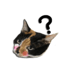 The cats of the daily life - the first（個別スタンプ：1）