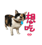 The cats of the daily life - the first（個別スタンプ：2）