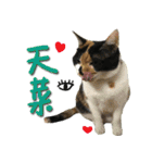 The cats of the daily life - the first（個別スタンプ：3）