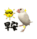 The cats of the daily life - the first（個別スタンプ：4）