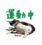 The cats of the daily life - the first（個別スタンプ：5）