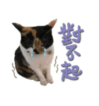 The cats of the daily life - the first（個別スタンプ：6）