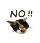 The cats of the daily life - the first（個別スタンプ：7）
