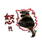 The cats of the daily life - the first（個別スタンプ：8）