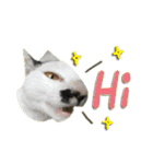 The cats of the daily life - the first（個別スタンプ：9）