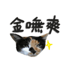 The cats of the daily life - the first（個別スタンプ：10）