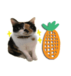 The cats of the daily life - the first（個別スタンプ：11）