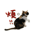 The cats of the daily life - the first（個別スタンプ：12）