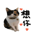 The cats of the daily life - the first（個別スタンプ：13）