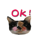 The cats of the daily life - the first（個別スタンプ：14）