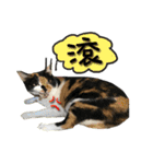 The cats of the daily life - the first（個別スタンプ：15）