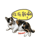 The cats of the daily life - the first（個別スタンプ：16）