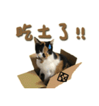 The cats of the daily life - the first（個別スタンプ：17）