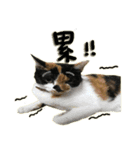 The cats of the daily life - the first（個別スタンプ：18）