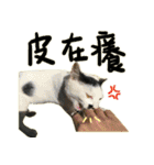The cats of the daily life - the first（個別スタンプ：21）