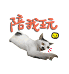 The cats of the daily life - the first（個別スタンプ：22）