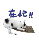 The cats of the daily life - the first（個別スタンプ：23）
