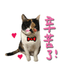 The cats of the daily life - the first（個別スタンプ：27）