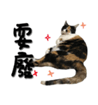 The cats of the daily life - the first（個別スタンプ：31）