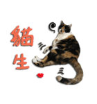 The cats of the daily life - the first（個別スタンプ：32）
