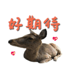 The cats of the daily life - the first（個別スタンプ：33）