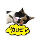 The cats of the daily life - the first（個別スタンプ：35）