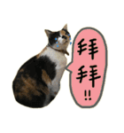 The cats of the daily life - the first（個別スタンプ：36）