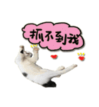 The cats of the daily life - the first（個別スタンプ：37）