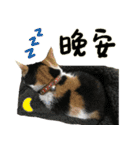 The cats of the daily life - the first（個別スタンプ：38）