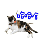 The cats of the daily life - the first（個別スタンプ：39）