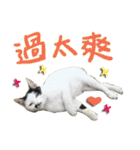 The cats of the daily life - the first（個別スタンプ：40）