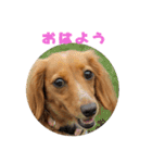 らいなのスタンプ、第二弾（個別スタンプ：1）
